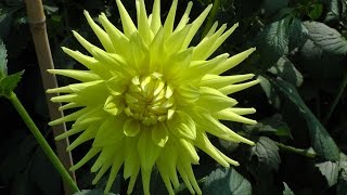 Taking Autumn Dahlia cuttings [upl. by Metcalf]