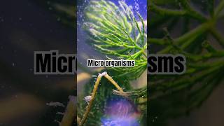 Micro organisms in Lake water  DIY [upl. by Fawn823]