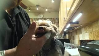 PETOSAN Microfiber Finger Brush Clean YORKIE puppy Dog Teeth [upl. by Rosco]