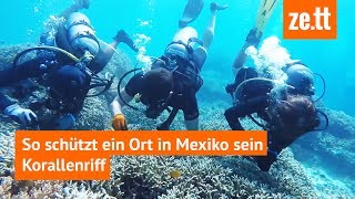 So schützt ein Ort in Mexiko sein Korallenriff [upl. by Randee]