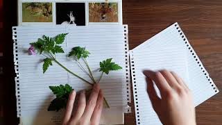 Beginners Guide to Botanising Home Herbarium [upl. by Rehtaeh]