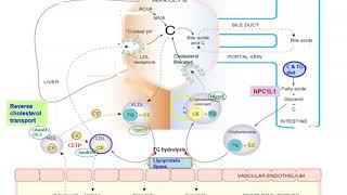 Cholesterol transport Exogenous amp Endogenous pathways [upl. by Readus]