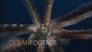 Giant Humbolt Squid Attacks Camera [upl. by Yael]