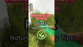 Make herbicide at home shortvideo plants youtubeshorts farming viralvideo video foryou [upl. by Etnasa]