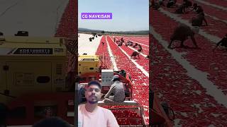 टमाटर फार्मिंग से लाखों की कमाई shorts farming tomato cgnavkisan [upl. by Hattie963]