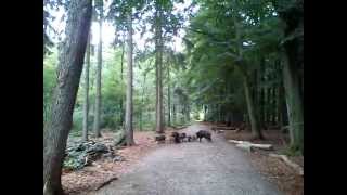 Wildschweinfamilie im Garather Wald [upl. by Kcirnek793]