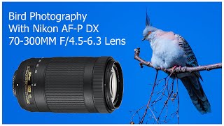 Bird Photography with Nikon AFP DX 70300mm F4563G ED VR [upl. by Nagorb]