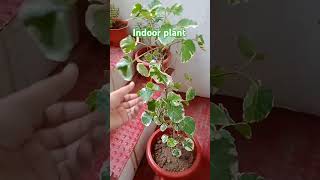 Aralia plant indoor plant beautiful plantviral shorts [upl. by Mossman21]