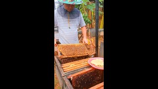 New Beekeeper need to careful in the swarm season I got very busy work this recent month Swarming [upl. by Eneleahcim860]