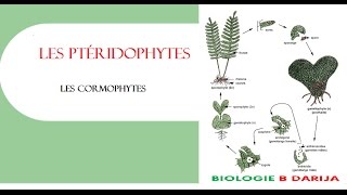 cours cormophytes partie 3  les ptéridophytes [upl. by Moselle]