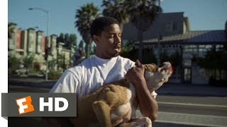 A Dogs Purpose 2017  Corgi in Love Scene 610  Movieclips [upl. by Ahseiyk]