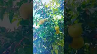 BaelHealthy fruitbenefits बिल का फल [upl. by Wohlen]