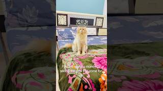 Billu se cheating😳😳 cat catcomedy billucat sajidcat billicomedy catvideos catlover billug [upl. by Norvin]