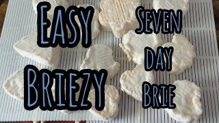 Easy Briezy How to make a fast ageing brie style cheese at home [upl. by Myk]