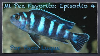 Mi Pez Favorito Episodio 4  DEMASONI Pseudotropheus demasoni  por Paco Luque [upl. by Amlus]