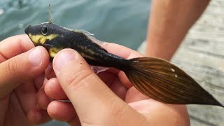 Netting More Tropicals 72524 Orange Filefish Lined Seahorse and More [upl. by Oinotnaesoj]