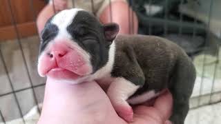 Frenglish Bulldog Puppy [upl. by Heringer]