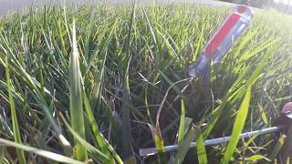 Tall fescue heat and drought stress and one way to manage it [upl. by Rebna]