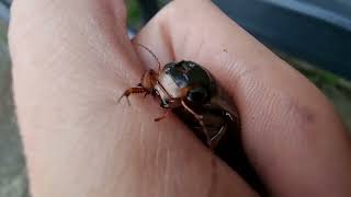 Great Diving Beetle Bites Close View Dytiscus marginalis [upl. by Bremble]