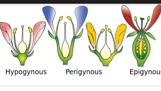 Trick for hypogynous flower Epigynous flowerPerigynous flowermorphology neet class 11th [upl. by Alake]