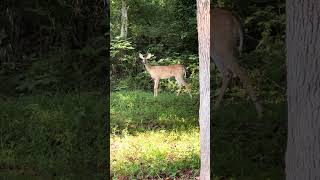 A very brave deer along the trail [upl. by Tonye]