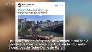 Comment une quotbaleinequot a pu séchouer sur les quais de Seine à Paris [upl. by Xila656]