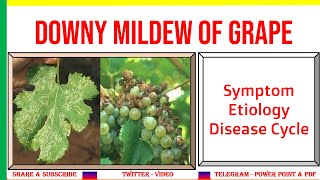 Downy Mildew of Grapes Symptom Etiology Disease Cycle  Plasmopara viticola  PHF [upl. by Kristof]