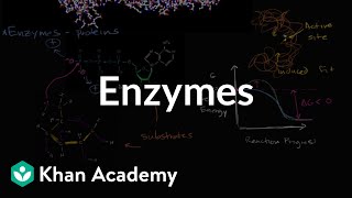 Enzymes  Energy and enzymes  Biology  Khan Academy [upl. by Cath144]