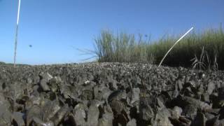 How to Harvest and Cook Oysters [upl. by Damalus574]