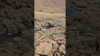 Beautiful stream at Tablelands travel shorts viralshorts foryou canada fyp vlog ytshorts [upl. by Anayia]