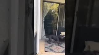 Cane Corso Barking 😂 [upl. by Harolda]