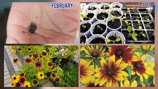 Growing Rudbeckia from seeds to flowers with step by step update on the growth of Rudbeckia [upl. by Nesnar232]