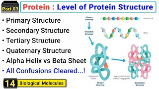 Structural organization of protein  Four levels of protein structure  Concept with easy examples [upl. by Voltz]