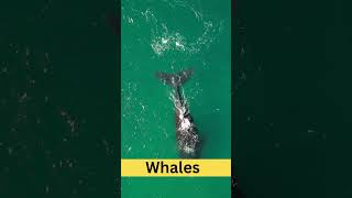 Whales  Physical Characteristics  Habitat  Diet  Behavior  101 Facts usa animals [upl. by Tim]