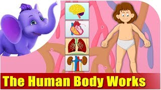 How the Human Body Works  Kids Animation Learn Series [upl. by Nason]