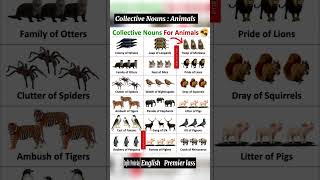 List of Collective Nouns for Animals  vocabulary [upl. by Raymonds]