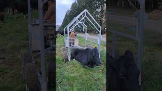 Hightech way of lifting Down Cow 🐄 farmlife shorts [upl. by Bogie]