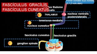 En Özet Fasciculus Gracilis ve Fasciculus Cuneatus [upl. by Sherman809]