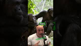 Living Among Chimpanzees 20 Years of Unseen Wildlife Footage  Paul Rosolie amp Joe Rogan jre [upl. by Av]