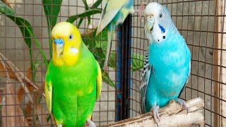 5 Hour Budgie Sounds for Lonely Budgies [upl. by Nickey]