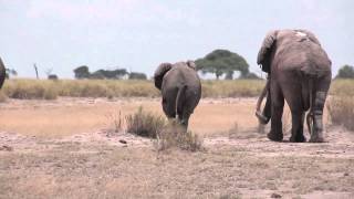 Elephant mating season in Amboseli Kenya [upl. by Niala39]