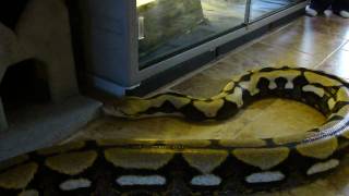 Huge Tiger Reticulated Python [upl. by Schellens]