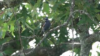 Blue Grosbeak  YWAM July 11 2024 [upl. by Yblok]