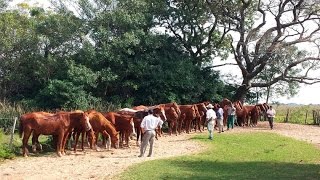 Argentinien  Im Land der Gauchos Doku HD [upl. by Jaal564]