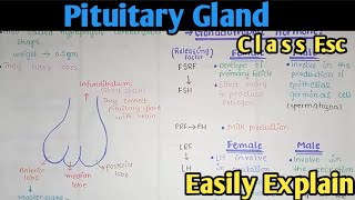 Pituitary Gland And Their Hormones  Class 12 Biology [upl. by Sudnak]