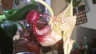 Coryanthes macrantha aka bucket orchid [upl. by Enened]