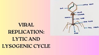 Viral Replication Lytic Cycle  Lysogenic Cycle [upl. by Otreblide667]