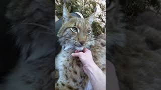 Petting a lynx [upl. by Ilam597]