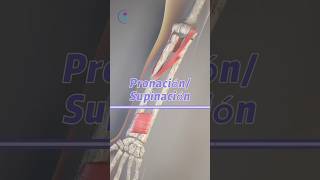 Movimientos de pronación y supinación anatomia biomecanica antebrazo [upl. by Linell]