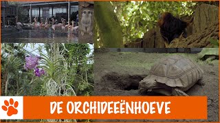 Floris op de Orchideeënhoeve  DierenpraatTV [upl. by Ayouqat]